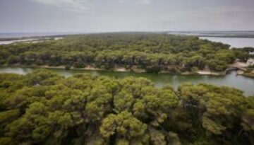 Reportaje sobre el mal estado y el riesgo de incendio que tiene el bosque de la Devesa